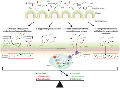 Immunomodulation by Human Milk Oligosaccharides: The Potential Role in Prevention of Allergic Diseases